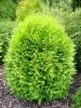 THUJA OCCIDENTALIS ''DANICA AUREA''